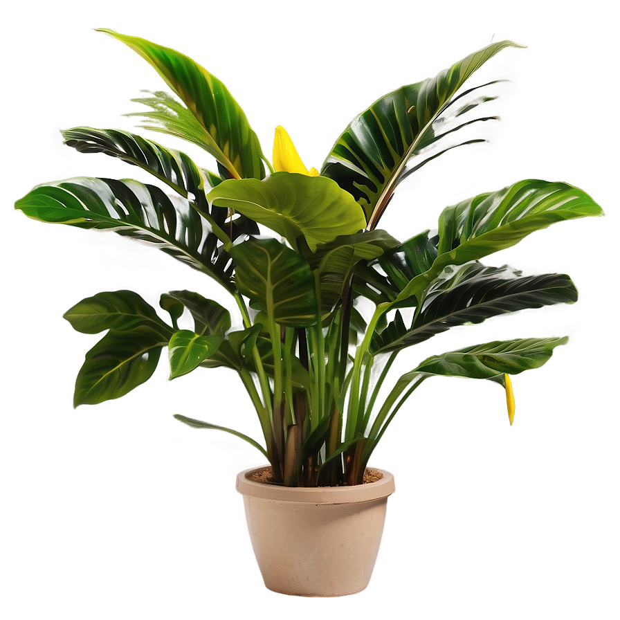 Indoor Tropical Plants Png Pmu PNG image