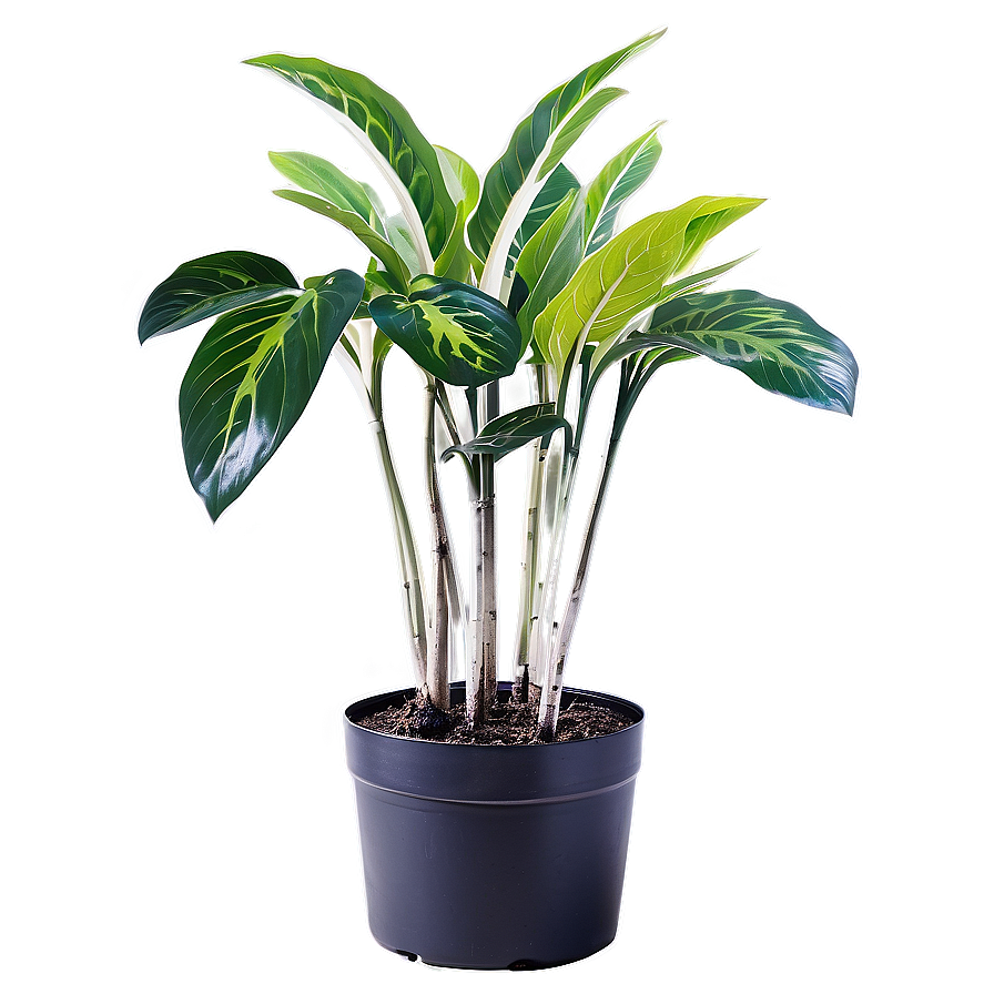 Indoor Winter Plants Png 39 PNG image