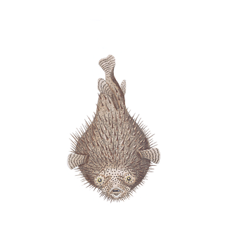 Inflated Pufferfish Black Background PNG image