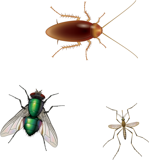 Insects Comparison Cockroach Fly Mosquito PNG image