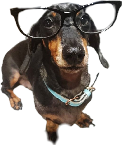 Intelligent Looking Dachshundwith Glasses PNG image