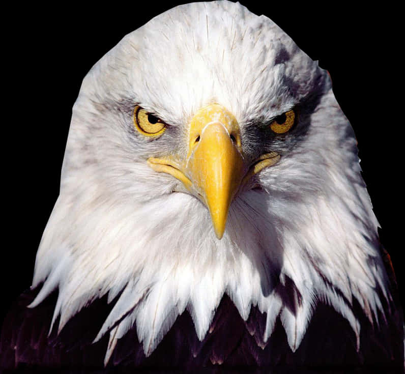 Intense Bald Eagle Portrait PNG image