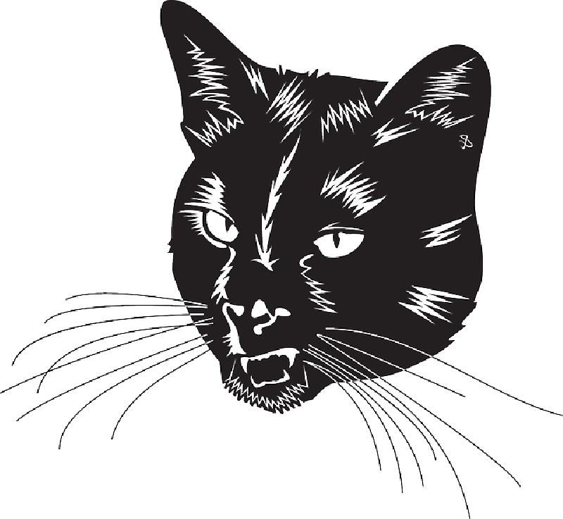 Intense Black Cat Illustration PNG image