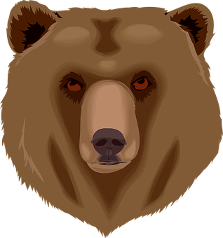 Intense Brown Bear Face Illustration PNG image