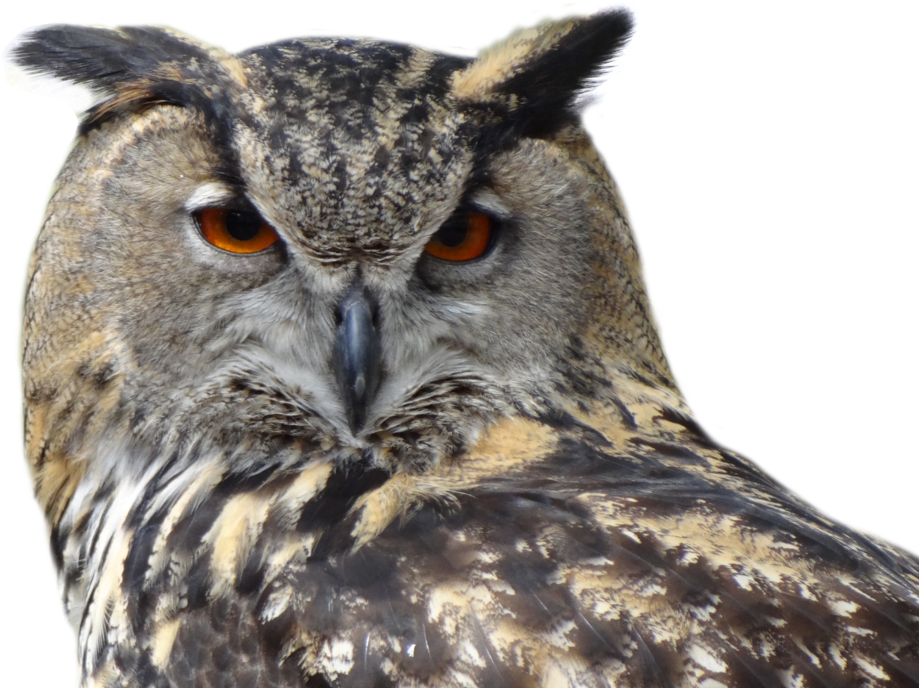 Intense Eyed Owl Portrait PNG image