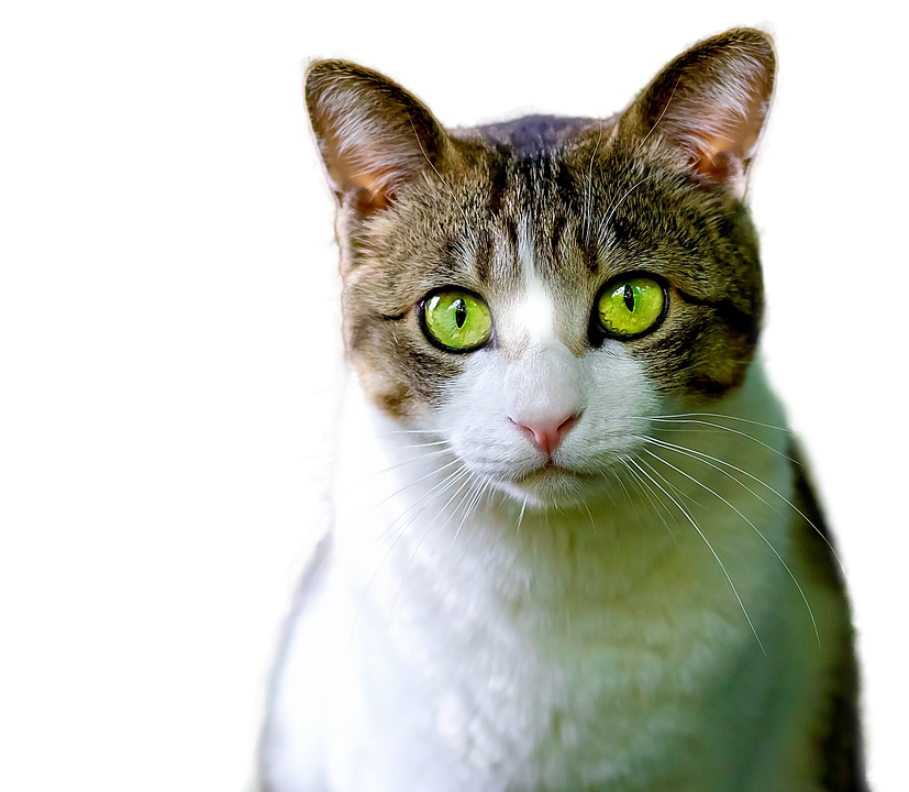 Intense Green Eyes Cat Portrait PNG image
