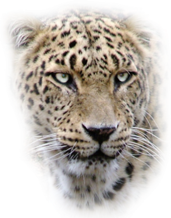 Intense Leopard Gaze PNG image