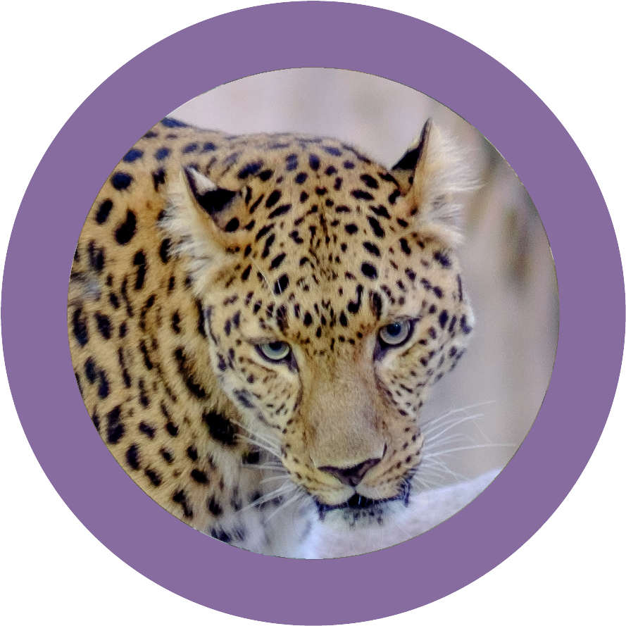 Intense Leopard Gaze PNG image