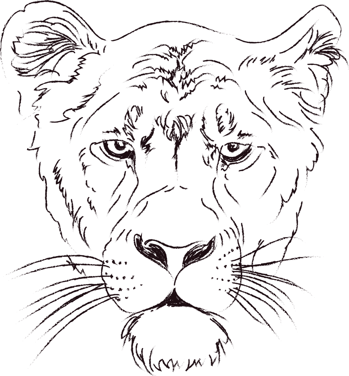 Intense Lioness Sketch PNG image