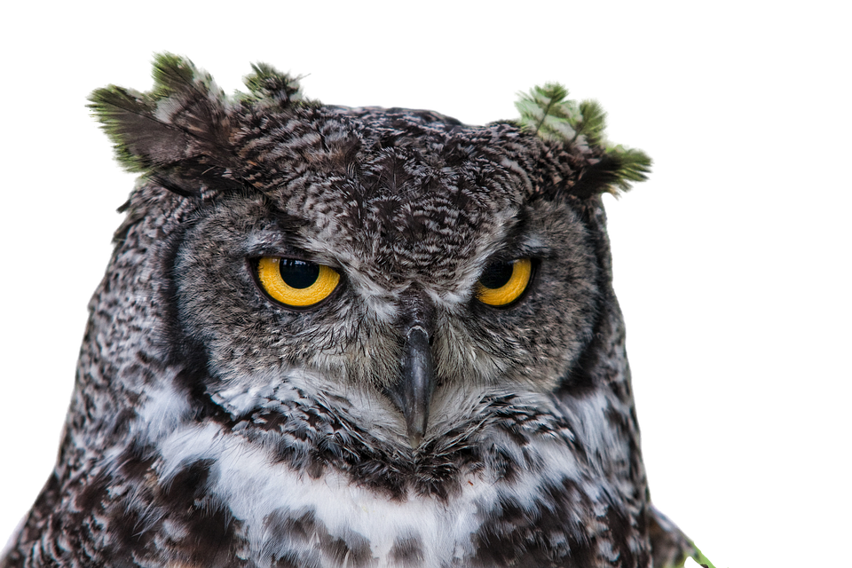 Intense Owl Gaze.jpg PNG image