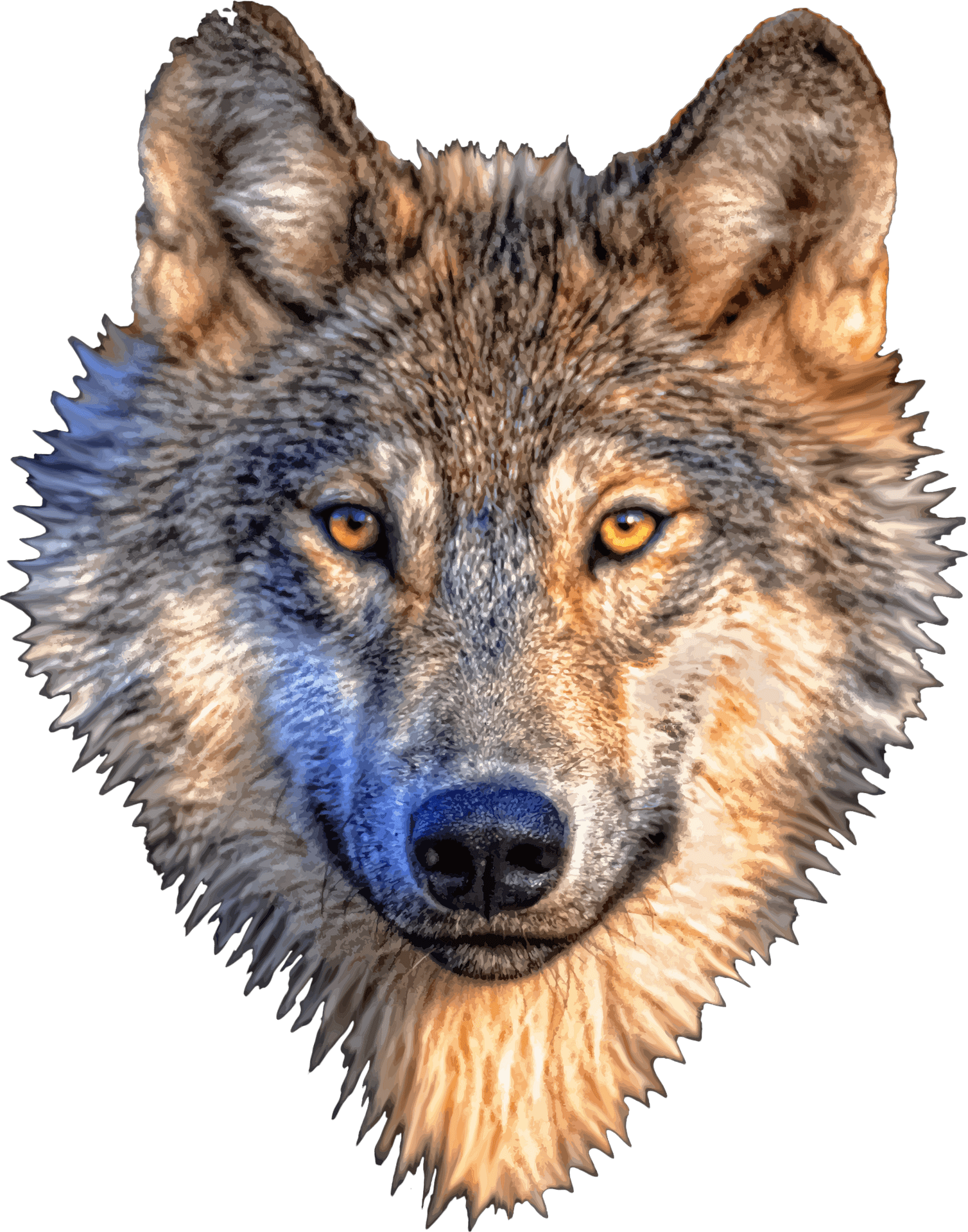 Intense Wolf Portrait PNG image