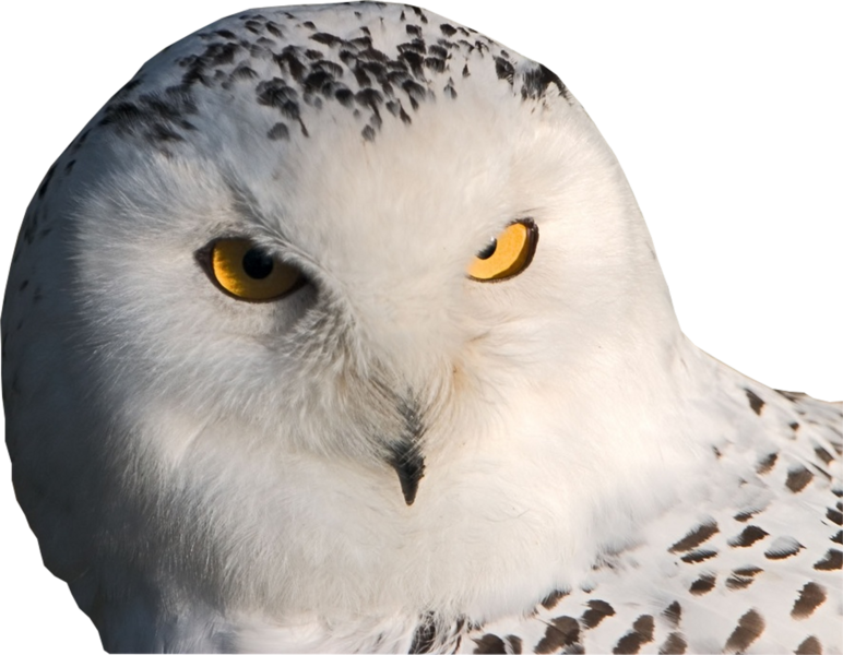 Intense Yellow Eyed Owl PNG image