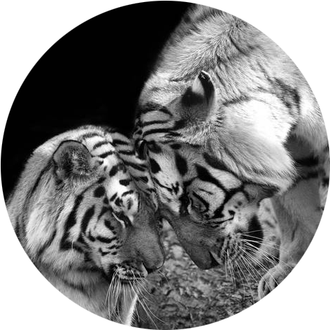 Intimate Tiger Moment PNG image