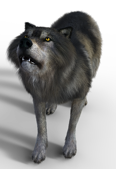 Intimidating Grey Wolf Black Background PNG image
