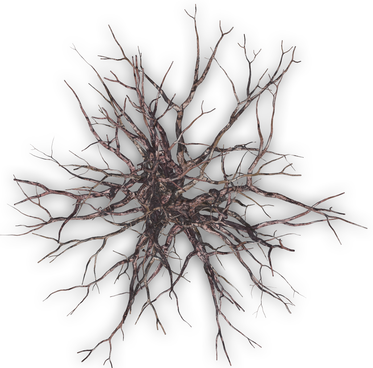 Intricate Dead Tree Roots PNG image