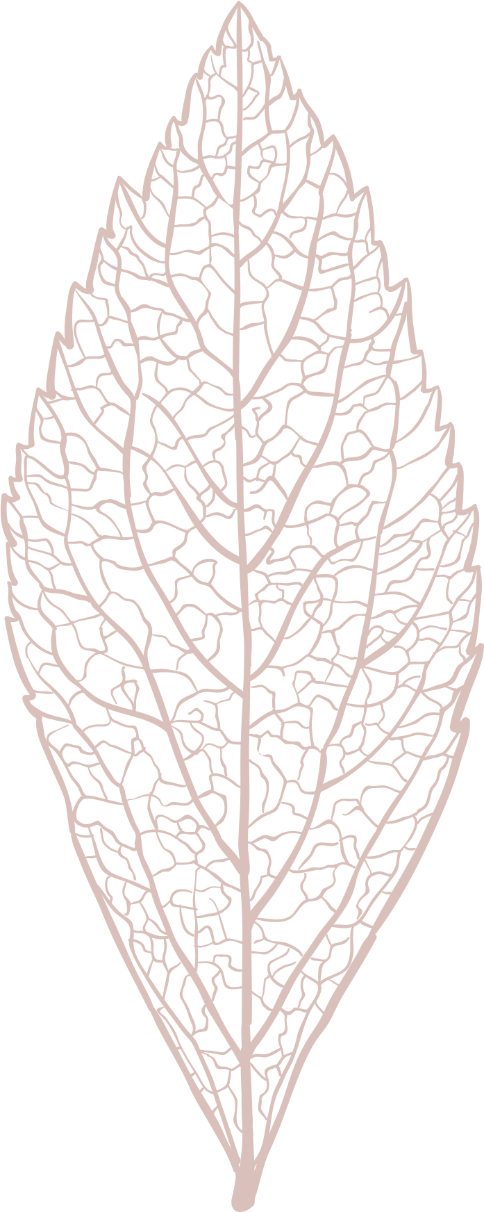 Intricate Leaf Vein Pattern Vector PNG image