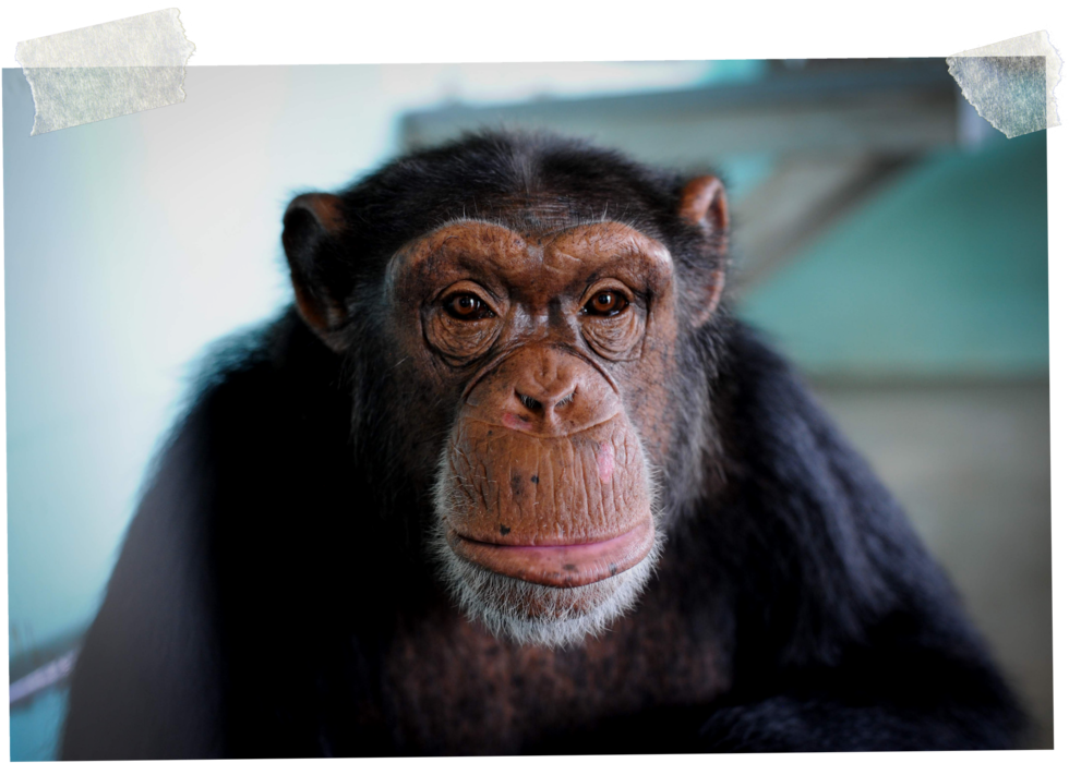 Introspective Chimpanzee Portrait PNG image