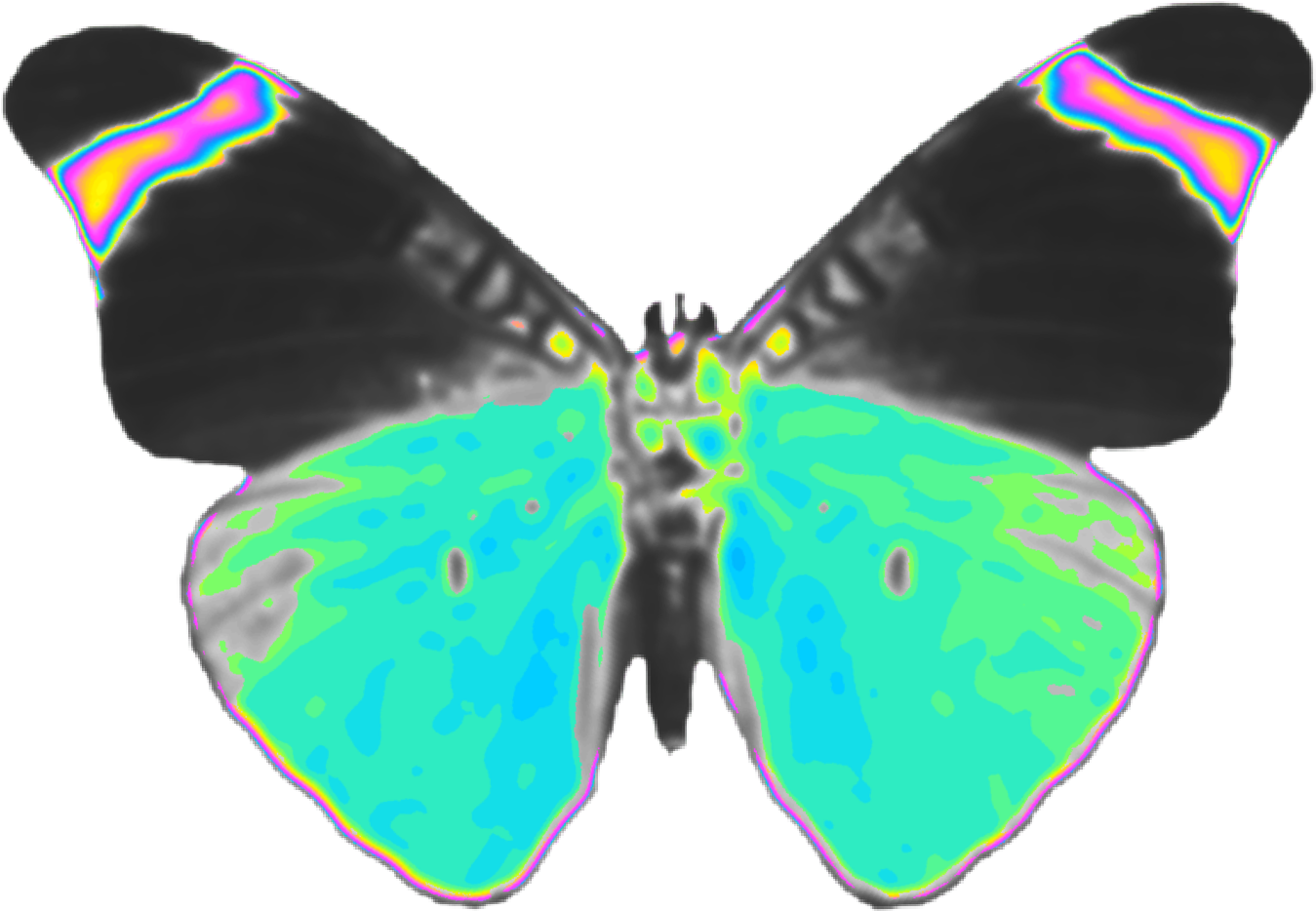 Iridescent Butterfly Wings PNG image