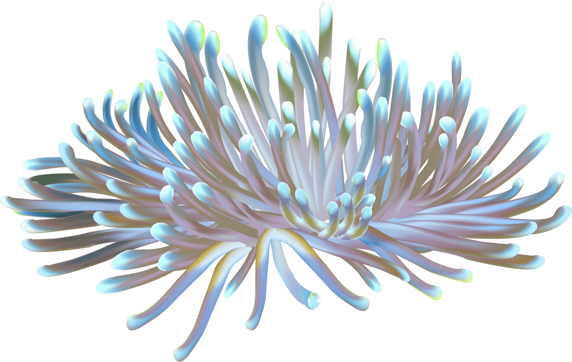 Iridescent Sea Anemone PNG image