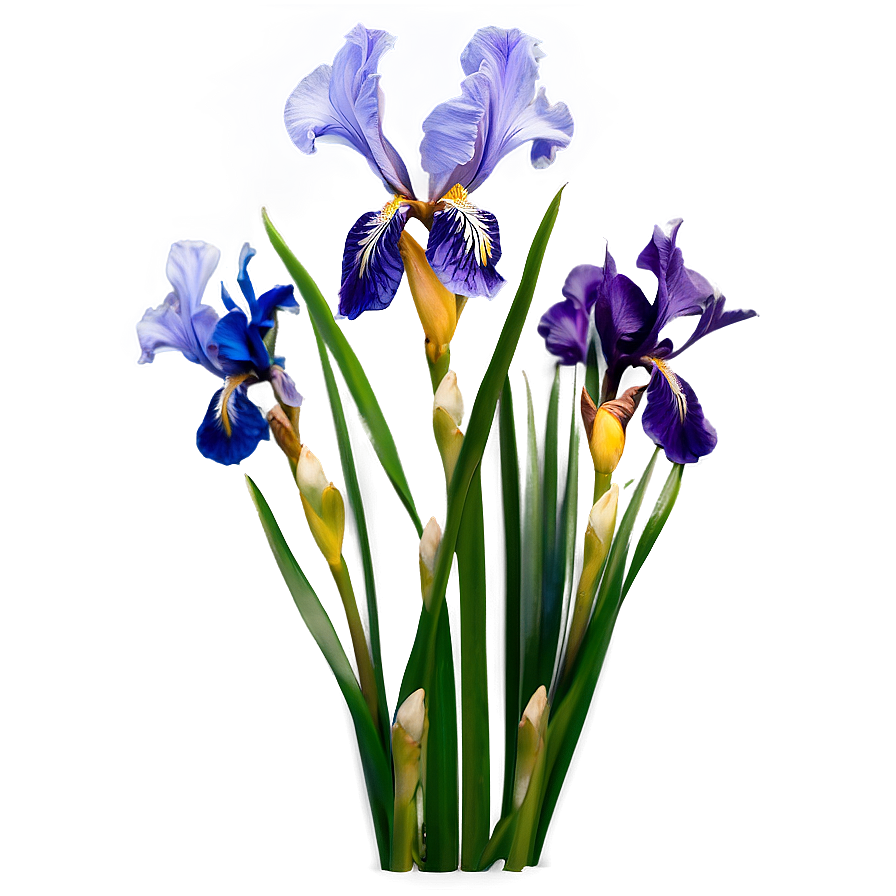 Iris Flower Bush Png Clc37 PNG image