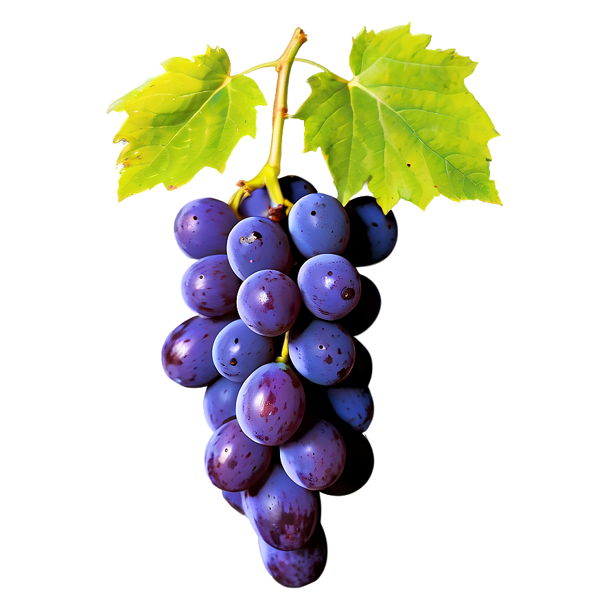 Isolated Grape Picture Png 75 PNG image