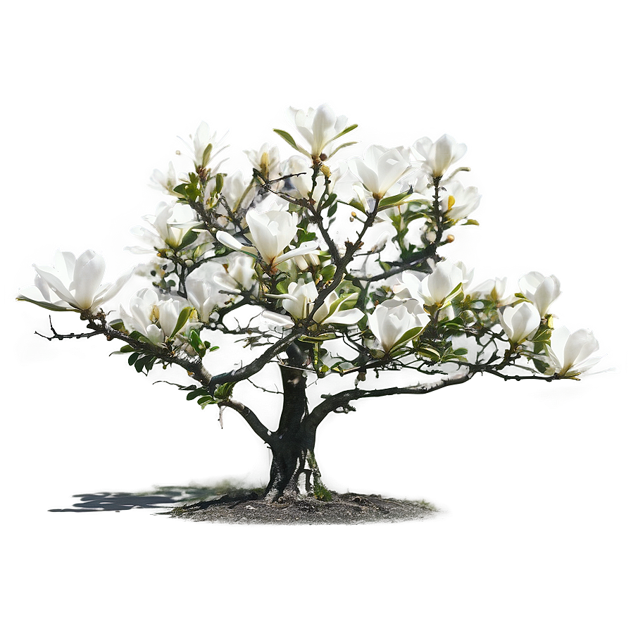 Isolated Magnolia Tree With Clear Sky Png Ycy PNG image