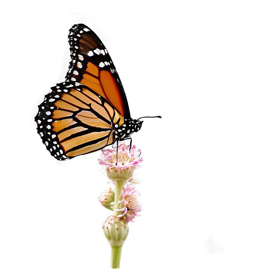 Isolated Monarch Butterfly Png Mqk33 PNG image