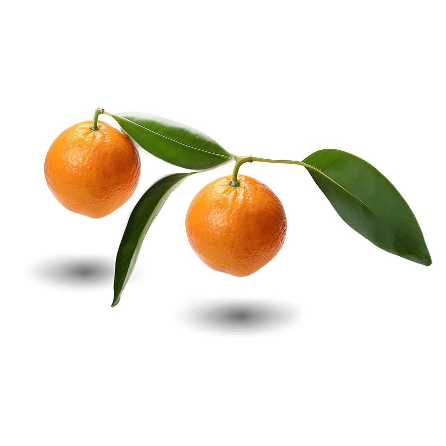 Isolated Orange On White Png 05032024 PNG image