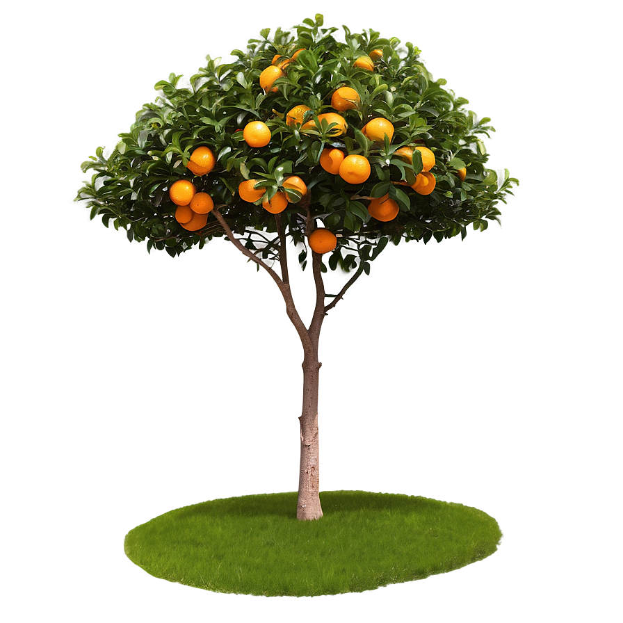 Isolated Orange Tree Png 43 PNG image