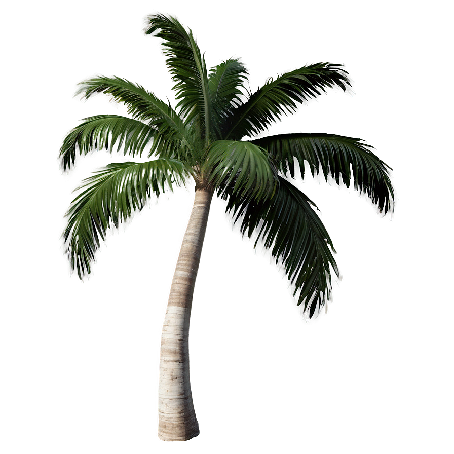 Isolated Palm Tree Png 49 PNG image