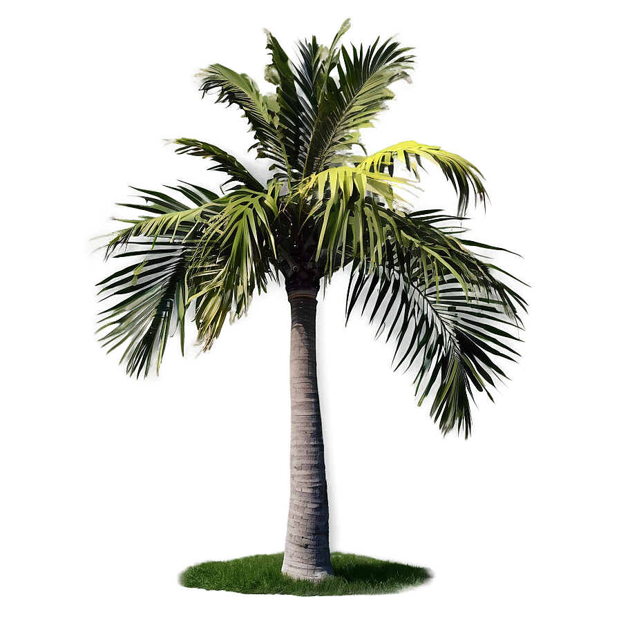 Isolated Palm Tree Png Afg8 PNG image