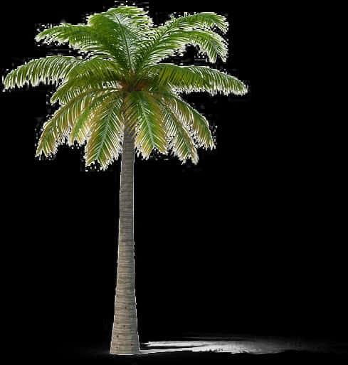 Isolated Palm Treeon Transparent Background PNG image