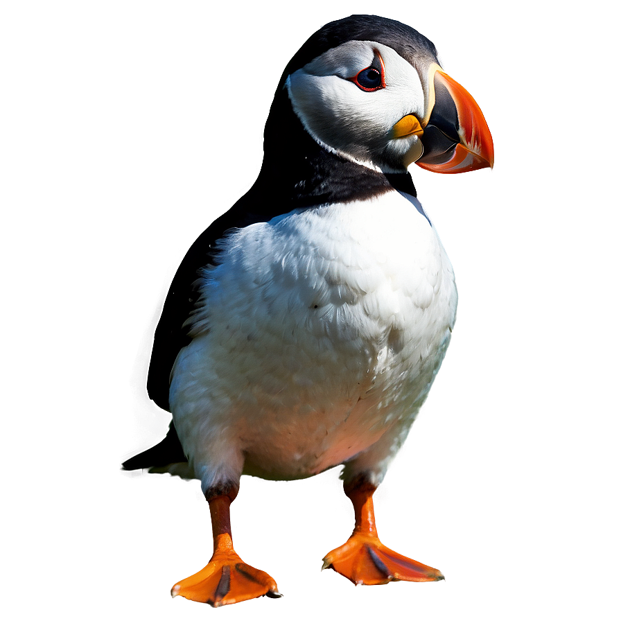 Isolated Puffin Png 24 PNG image