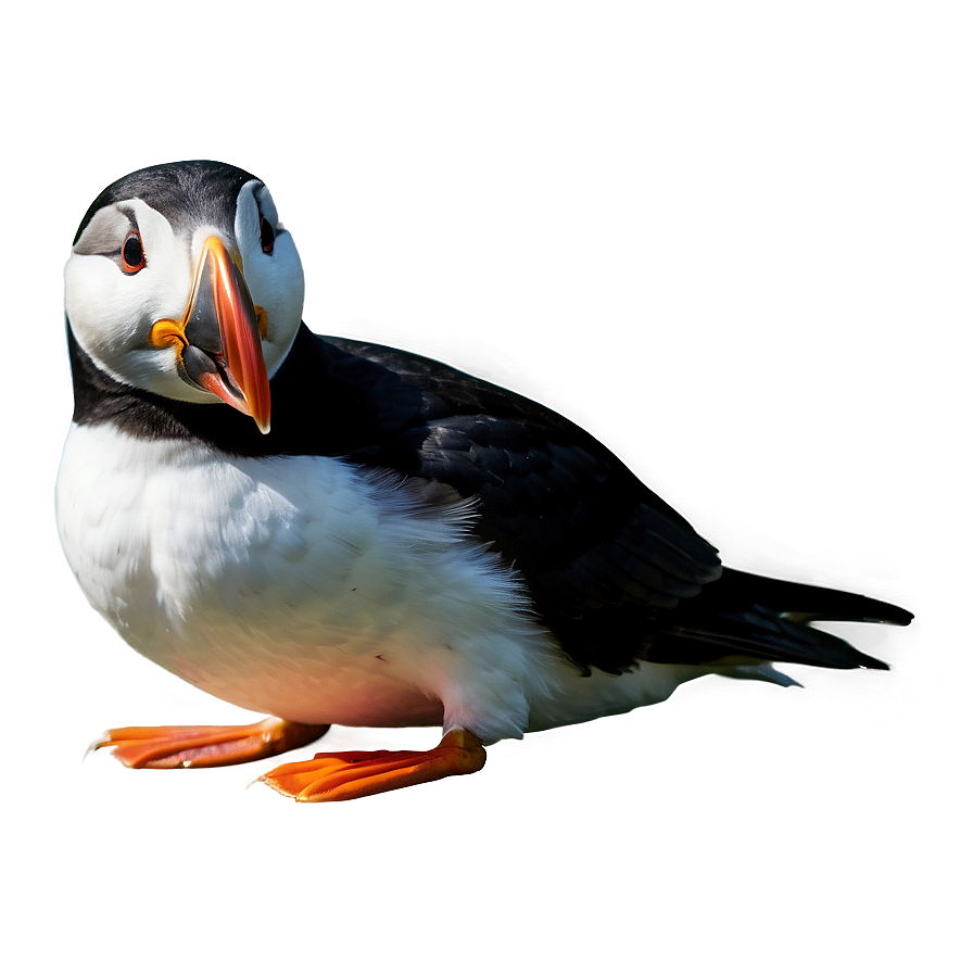 Isolated Puffin Png Dyo PNG image