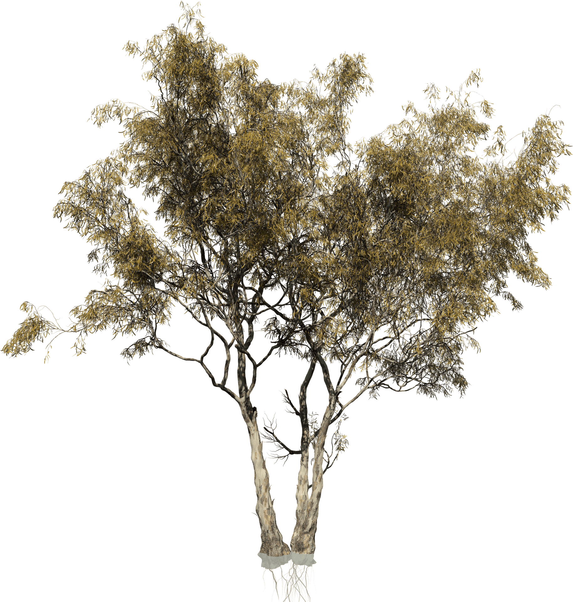 Isolated Treewith Exposed Roots PNG image