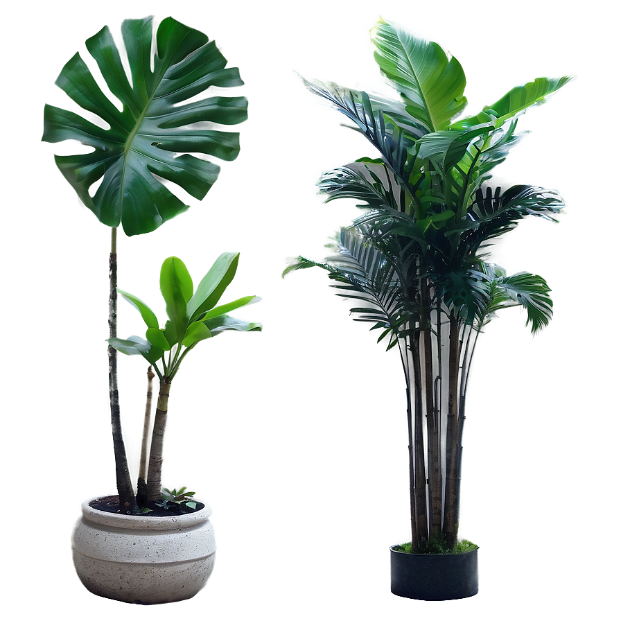 Isolated Tropical Plants Png 54 PNG image