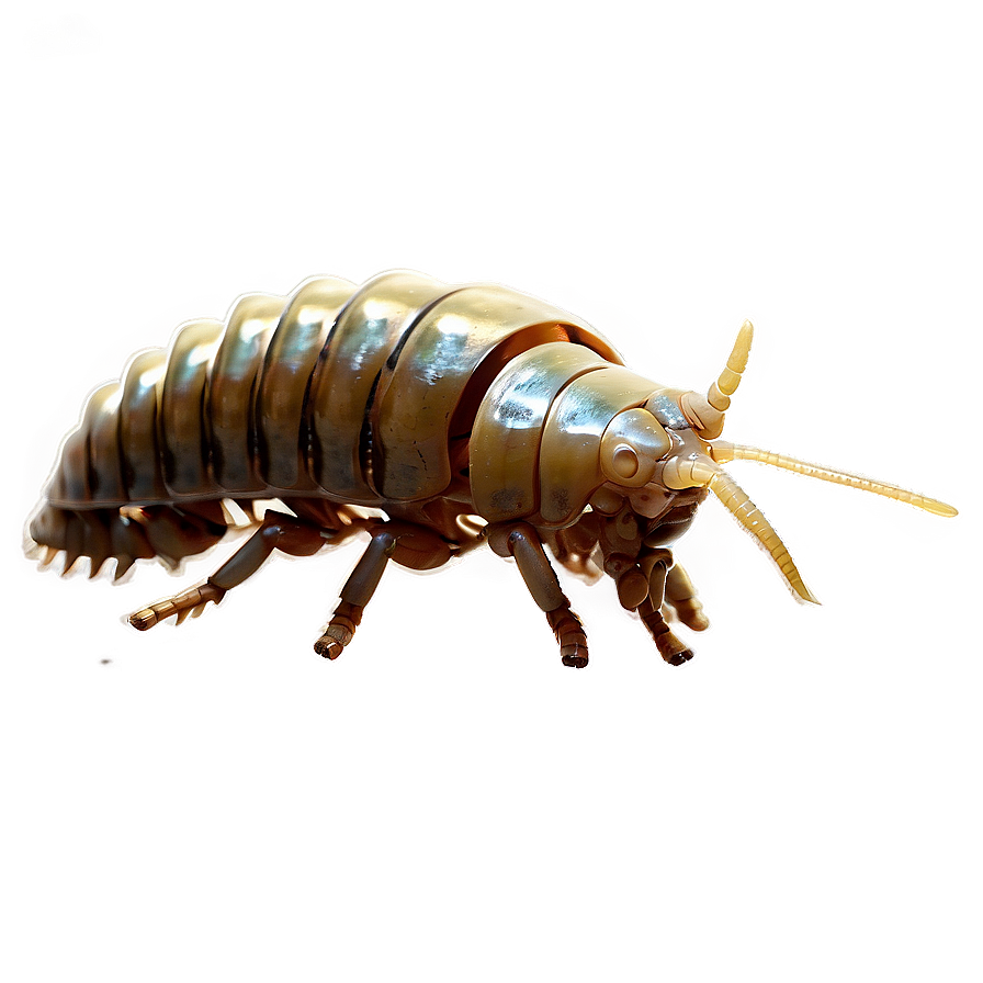 Isopod Silhouette Png Ckf PNG image