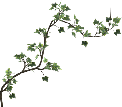 Ivy Branch Transparent Background PNG image