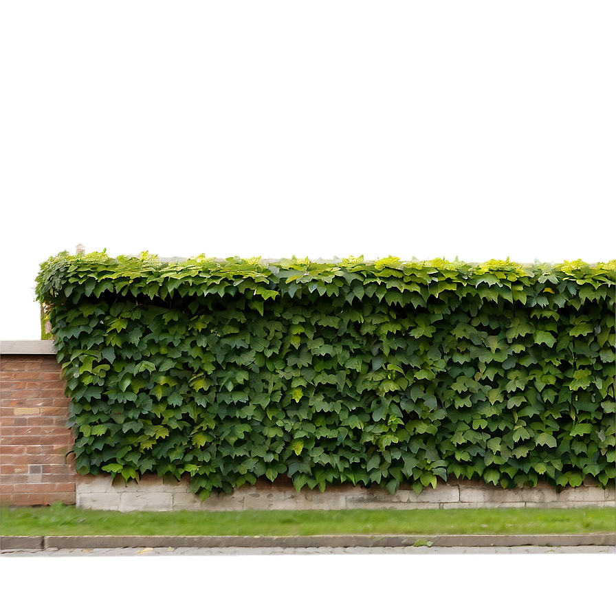 Ivy Covered Wall Png Mhm PNG image