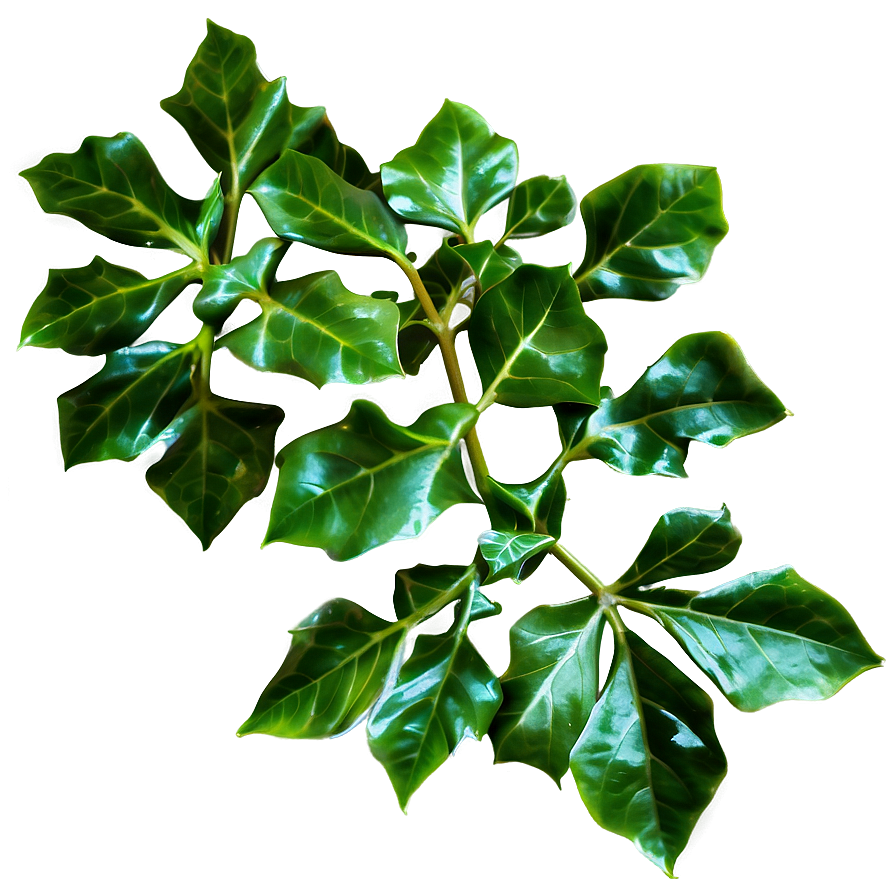 Ivy Leaves Png 05042024 PNG image