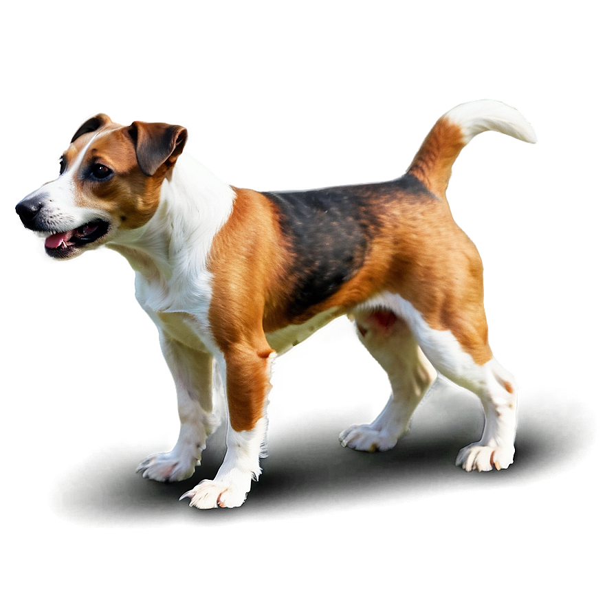 Jack Russell In Park Png 06292024 PNG image