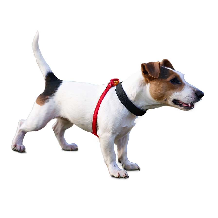 Jack Russell With Leash Png 52 PNG image