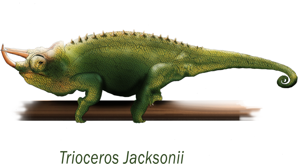 Jacksons Chameleon Triocerosjacksonii PNG image