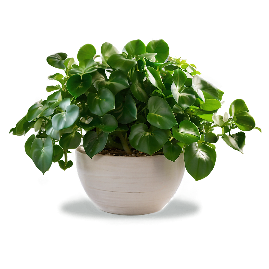 Jade Pothos Maintenance Guide Png Wie50 PNG image