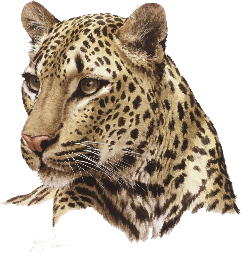 Jaguar Portrait Artwork PNG image