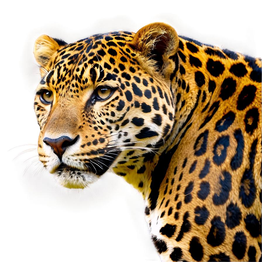 Jaguars Conservation Efforts Png 22 PNG image