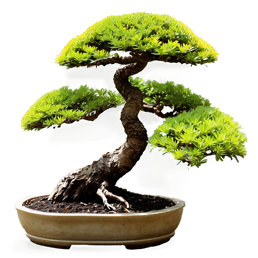 Japanese Bonsai Tree Png 06202024 PNG image