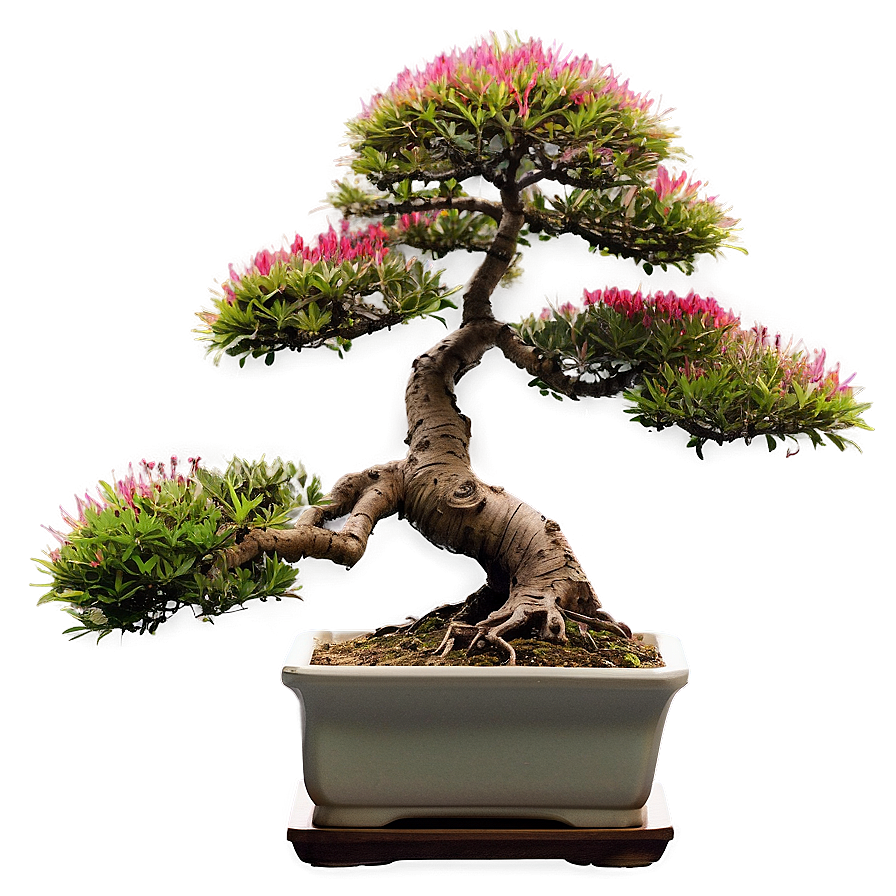 Japanese Bonsai Tree Png 06202024 PNG image