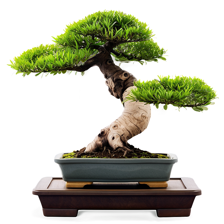 Japanese Bonsai Tree Png Goi PNG image