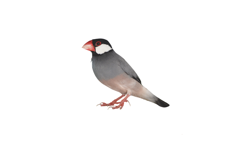 Java Sparrow Isolatedon Blue Background.png PNG image